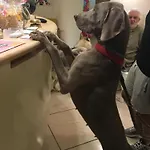 Pet Virginia - Per Cani