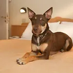 Pet Virginia - Per Cani 3*