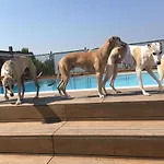 Pet Virginia - Per Cani Ρίμινι