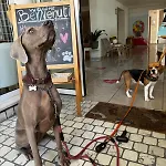 Pet Virginia - Per Cani Ξενοδοχείο Ρίμινι