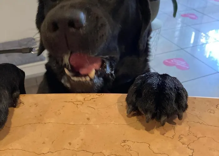 Pet Virginia - Per Cani 3*