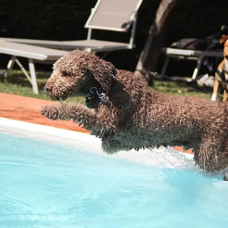 Pet Virginia - Per Cani