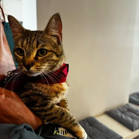 Hotel Pet Virginia - Per Cani