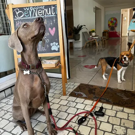 Pet Virginia - Per Cani Hotel Rimini