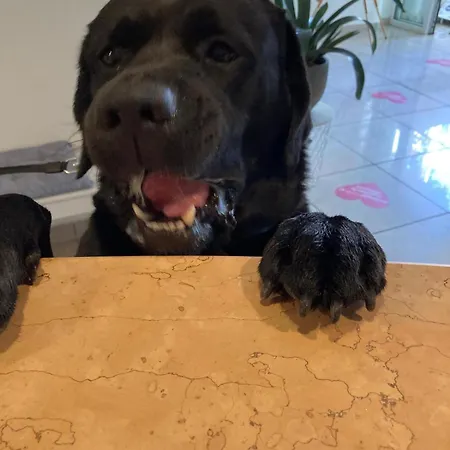 Pet Virginia - Per Cani 3*