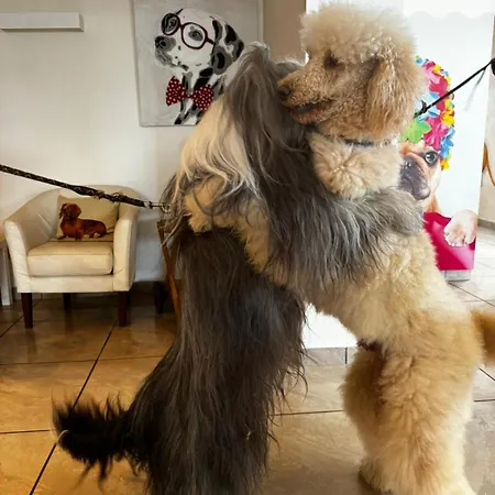 Pet Virginia - Per Cani