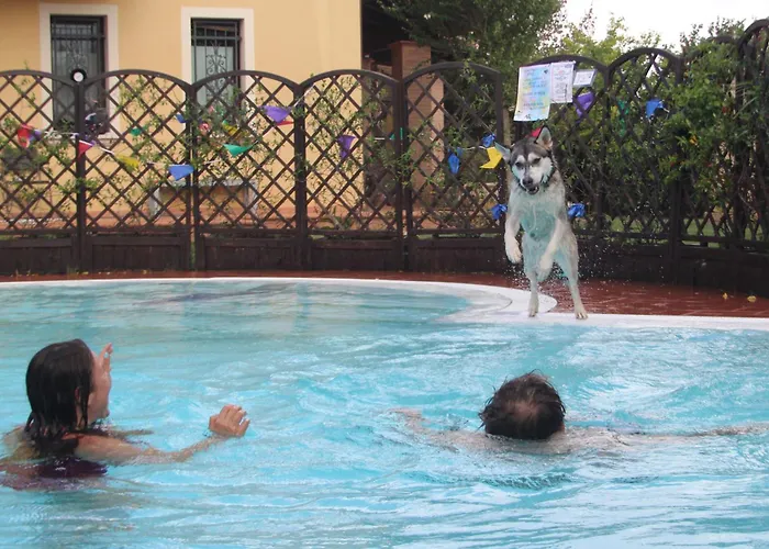 Pet Virginia - Per Cani リミニ