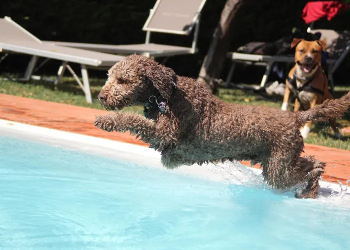 Pet Virginia - Per Cani