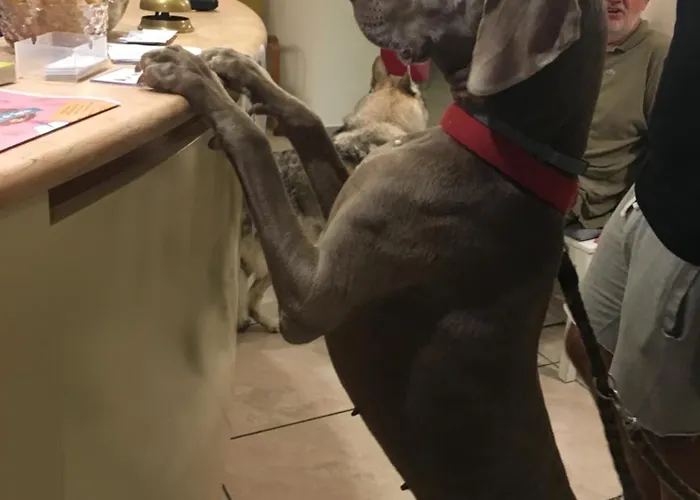 Pet Virginia - Per Cani