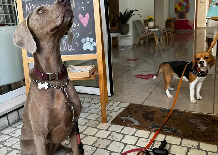 Pet Virginia - Per Cani 酒店 里米尼