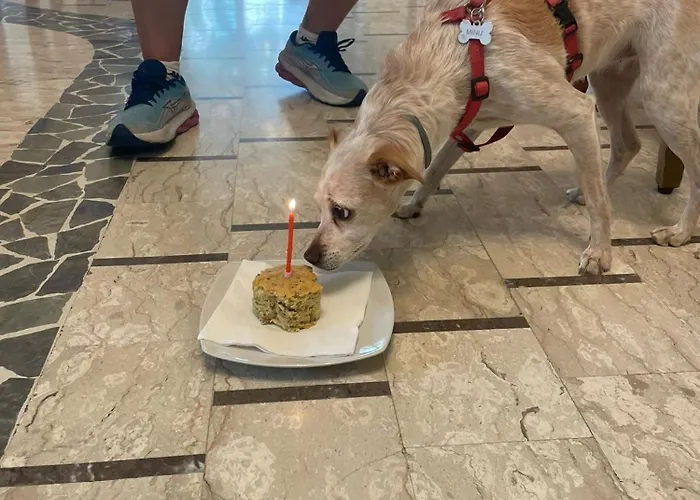 Pet Virginia - Per Cani Szálloda Rimini