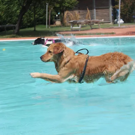 מלון Pet Virginia - Per Cani 3*