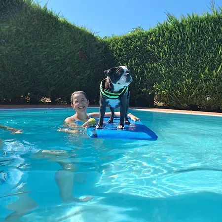 Pet Virginia - Per Cani Ρίμινι