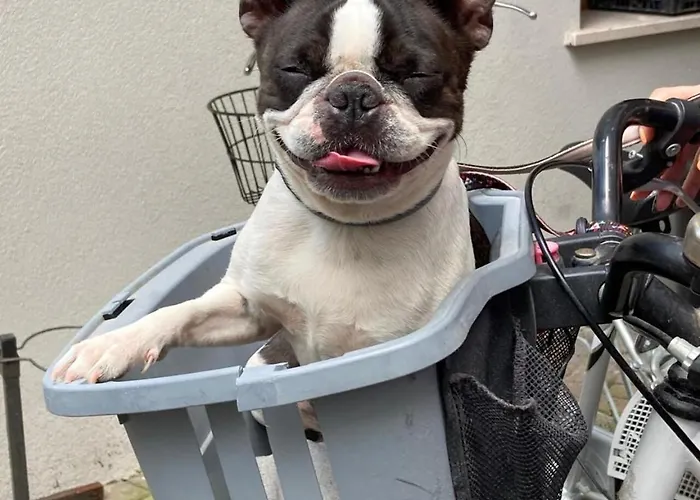 Pet Virginia - Per Cani רימיני