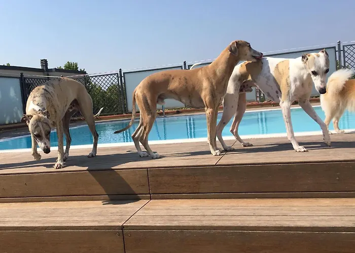 Pet Virginia - Per Cani רימיני