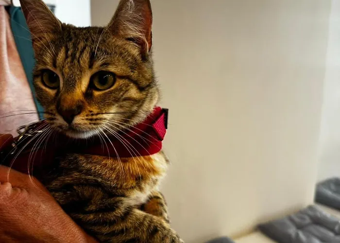 מלון Pet Virginia - Per Cani