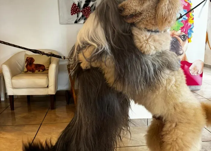 Pet Virginia - Per Cani