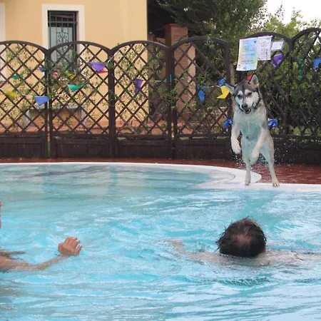 Pet Virginia - Per Cani Rimini