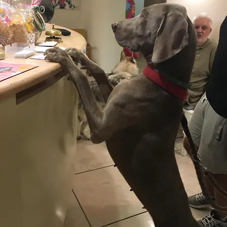 Pet Virginia - Per Cani