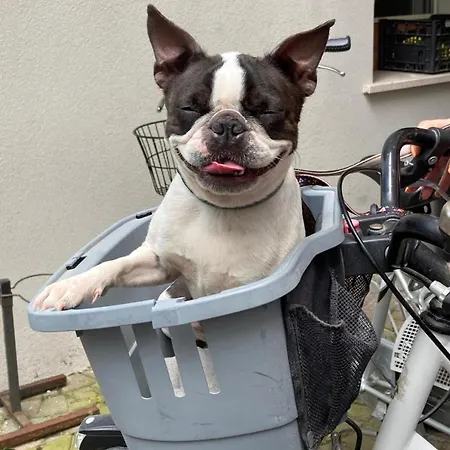 Pet Virginia - Per Cani Rimini