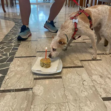 Pet Virginia - Per Cani Hotel Rimini