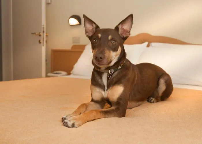 Pet Virginia - Per Cani 3*